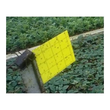 Victor Mouse Trap Pro - Holdfast - Single M325